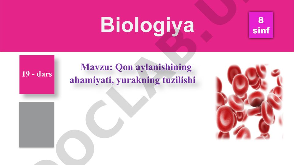 Qon aylanishining ahamiyati, yurakning tuzilishi