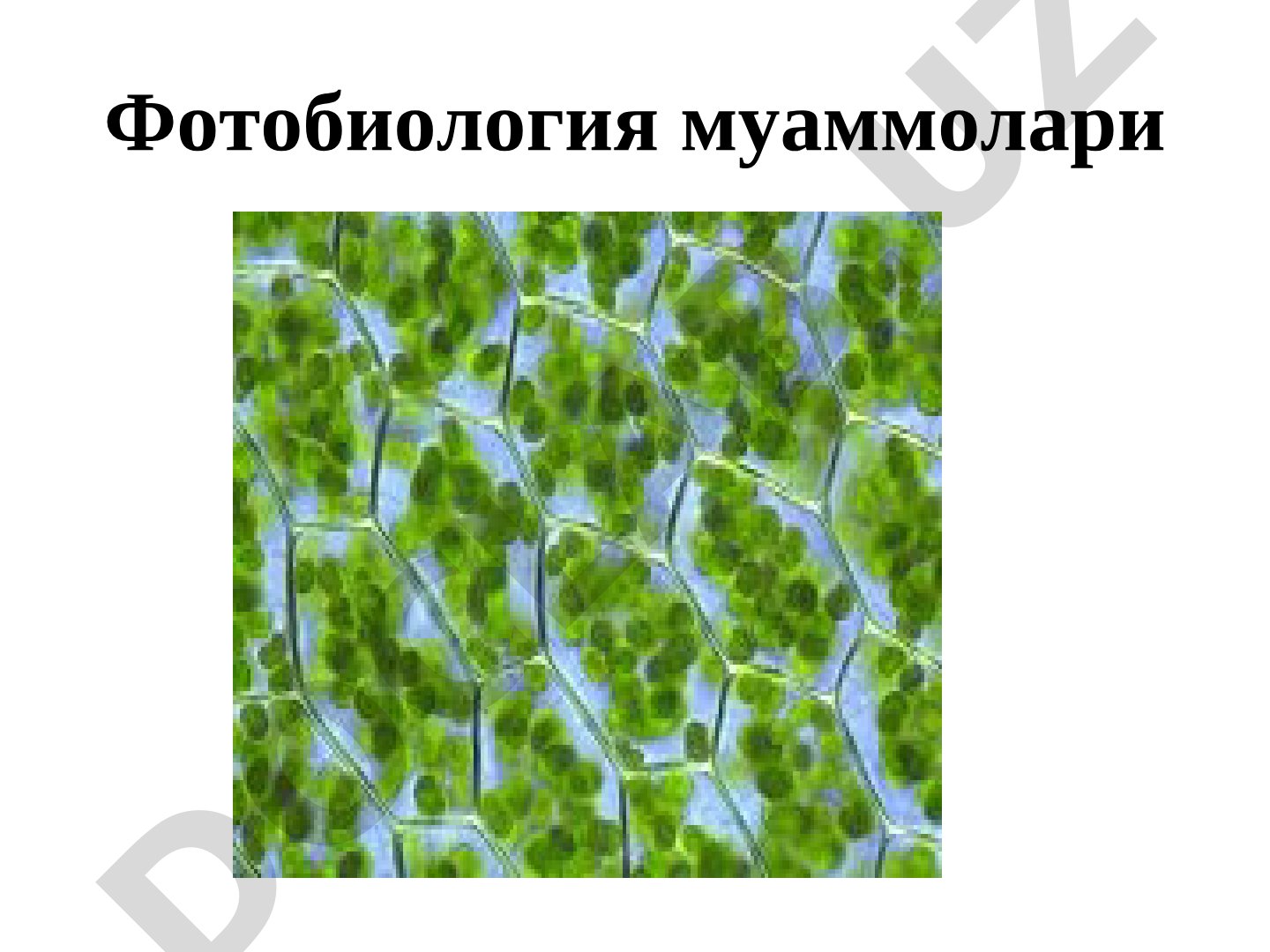 Фотобиология муаммолари