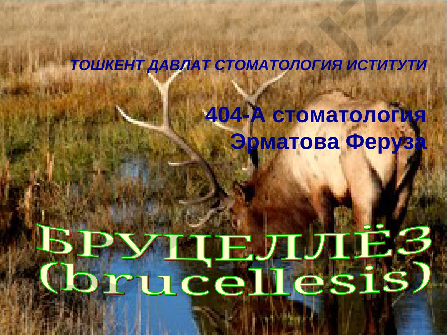 Бруцеллез