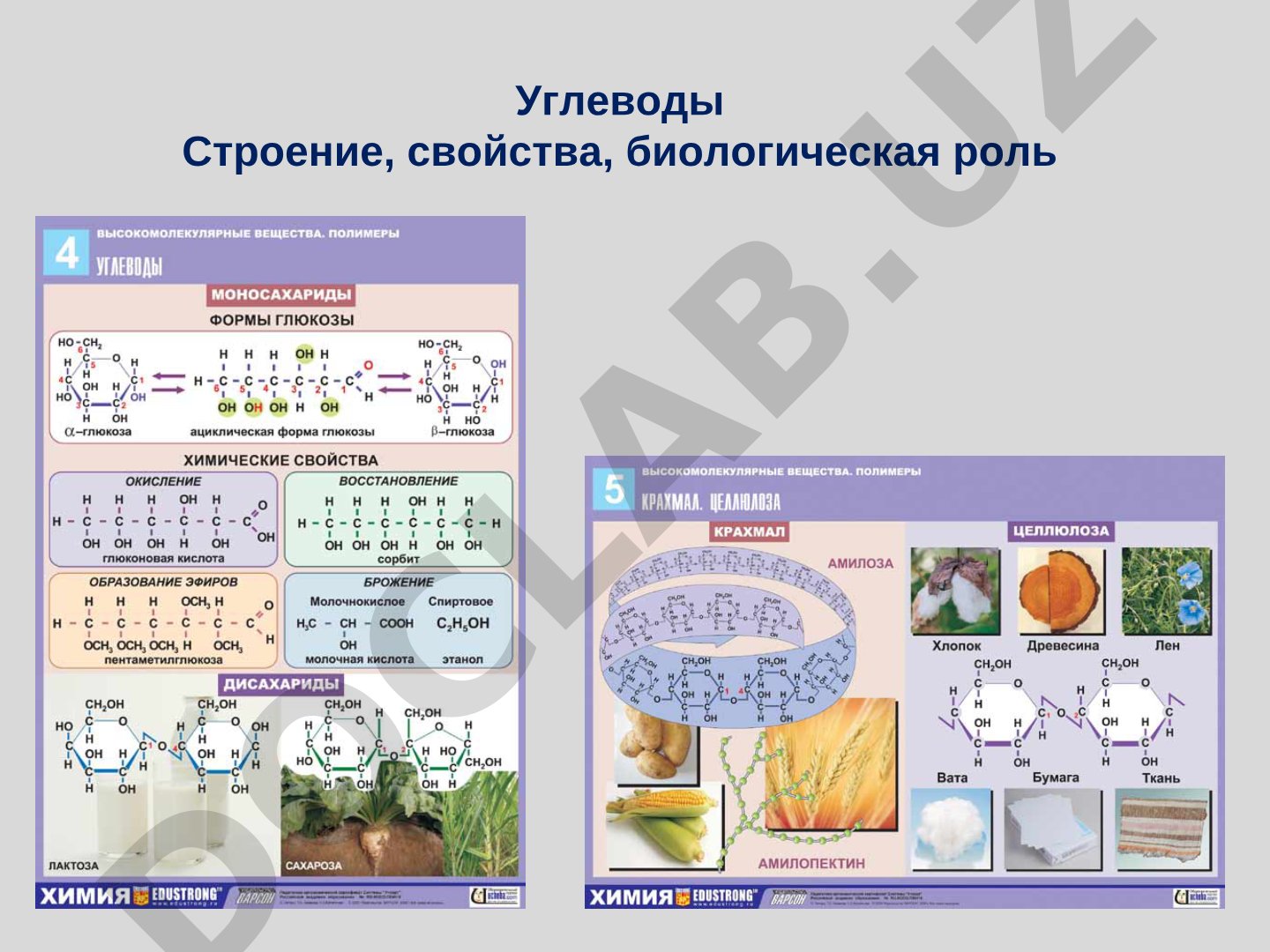 Описаны строение, свойства, биологическая роль и основные функции углеводов