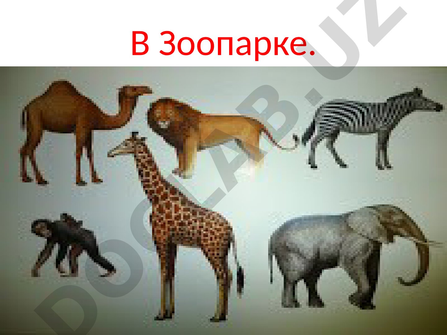 В зоопарке: дикие и домашние животные