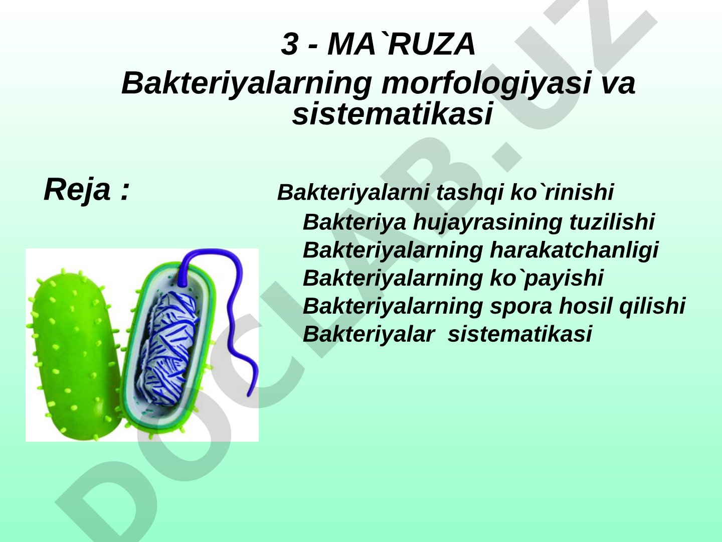 Bakteriyalarning morfologiyasi va sistematikasi