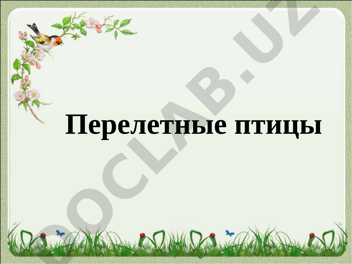 Перелетные птицы весной