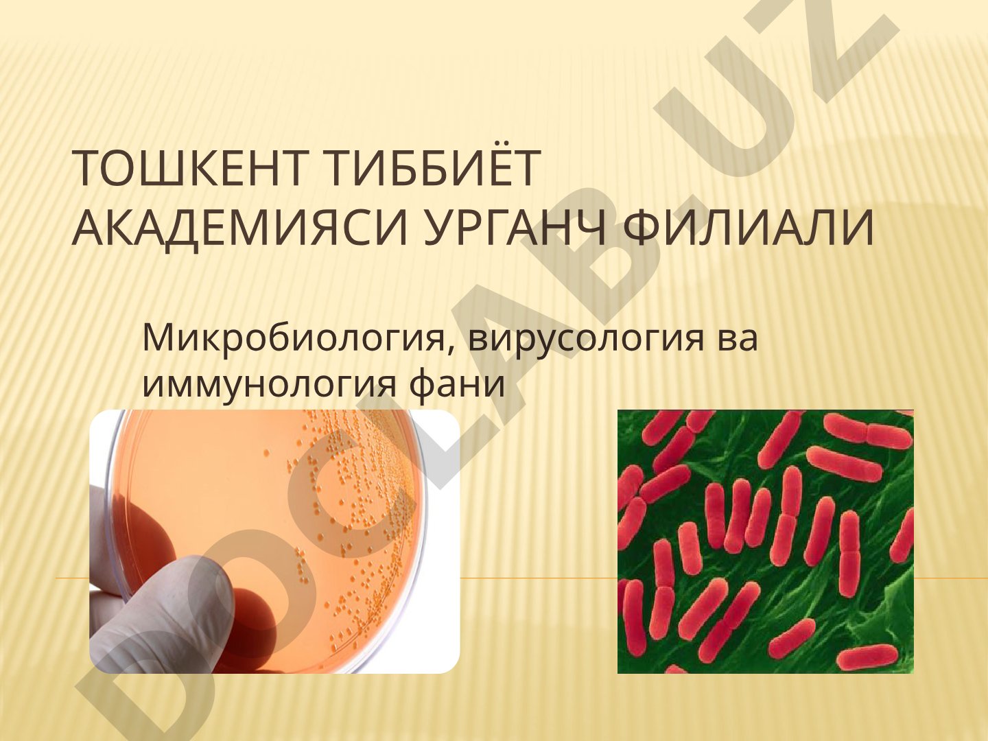 Ичак бактерияларининг классификацияси, тузилиши, патогенлиги ва даволаш усуллари