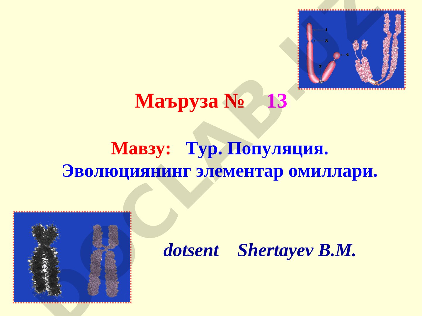 Тур. Популяция. Эволюциянинг элементар омиллари.