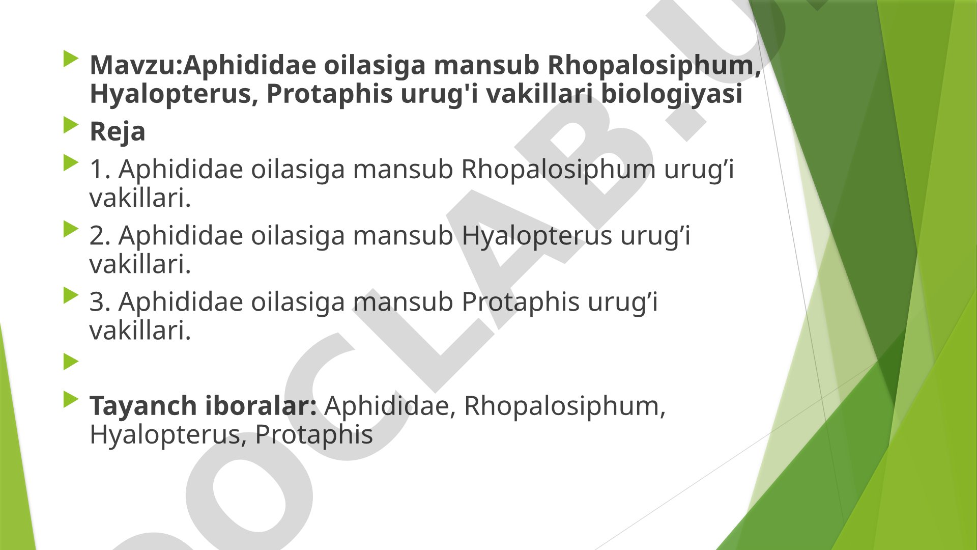 Aphididae oilasiga mansub Rhopalosiphum, Hyalopterus, Protaphis urug'i vakillari biologiyasi