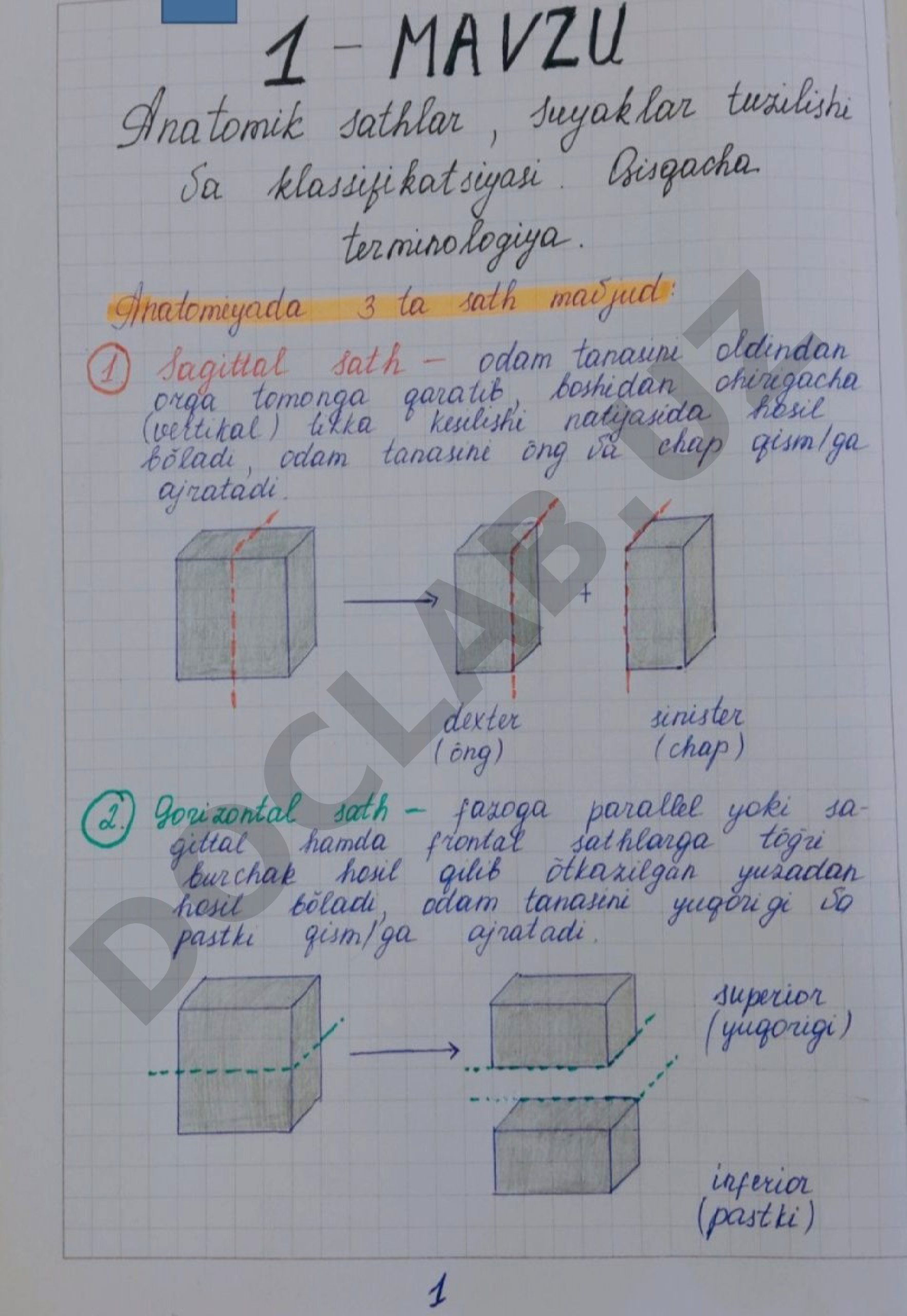 Anatomik sathlar, yo'nalishlar va suyaklar haqida o'quv materiali