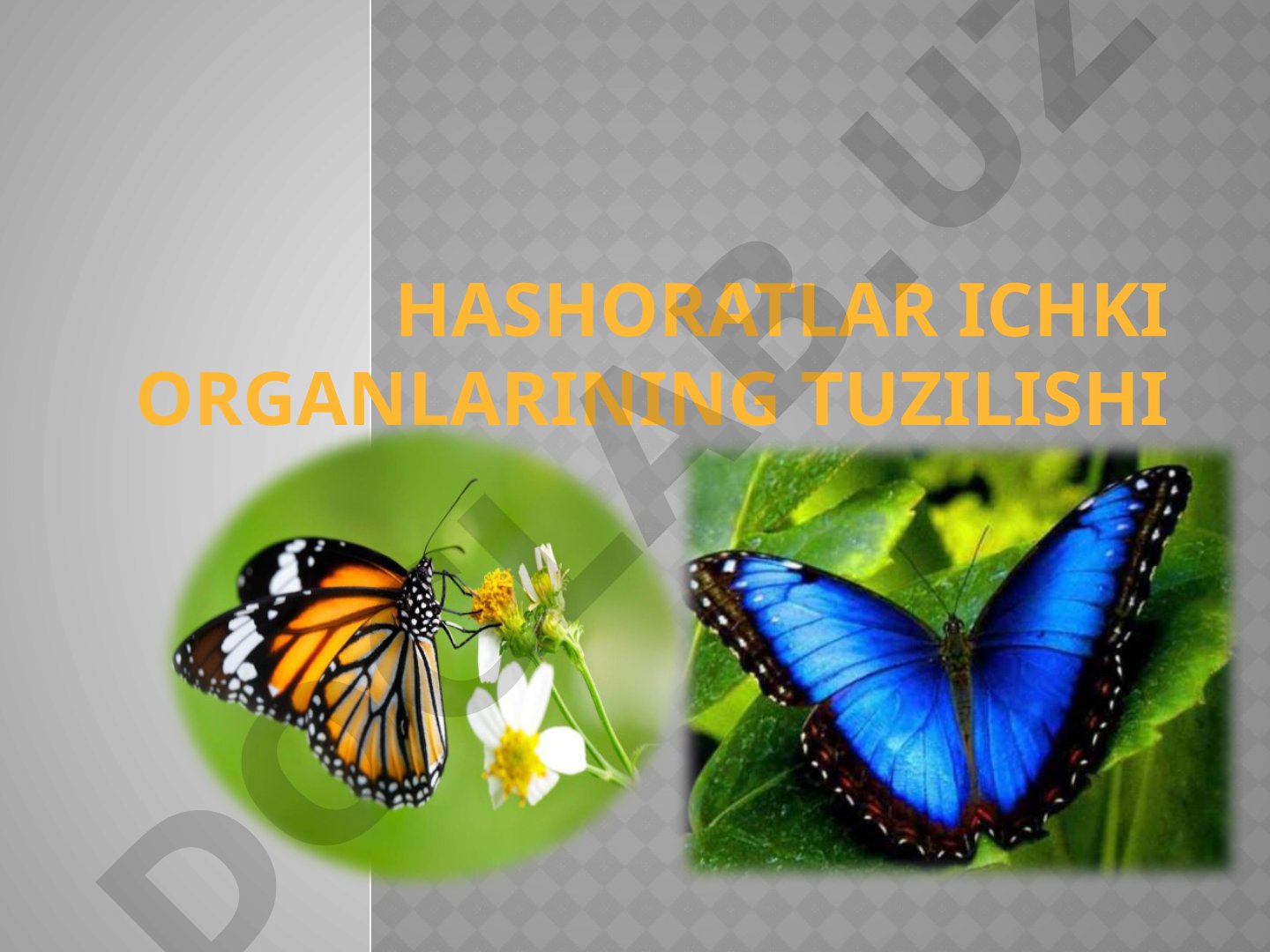 Hasharotlar ichki organlarining tuzilishi