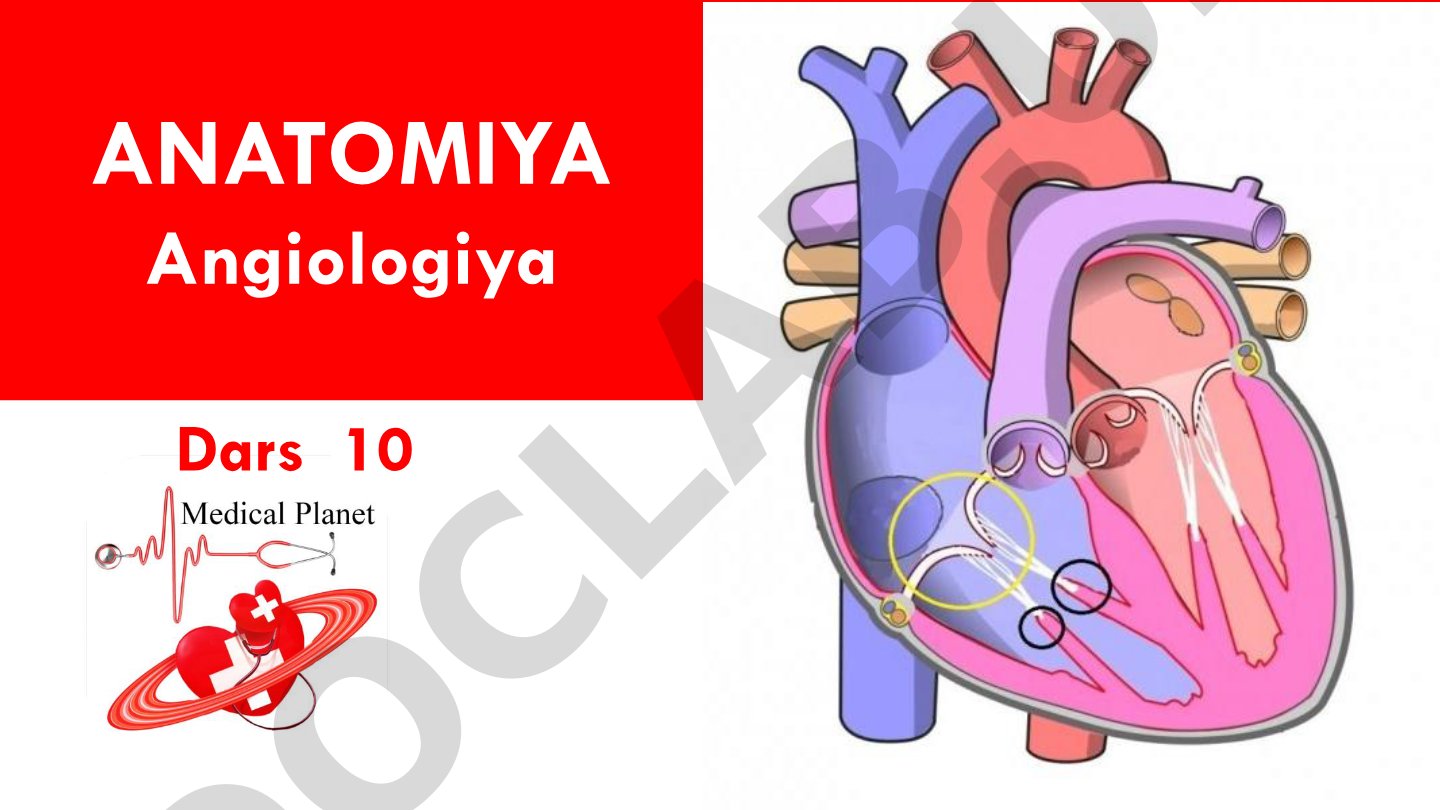 Anatomiya Angiologiya Dars 10