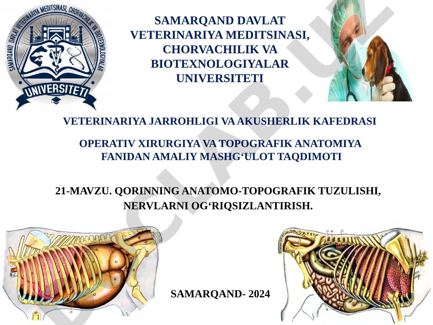 Qorinning anatomo-topografik tuzilishi, nervlarni og'riqsizlantirish