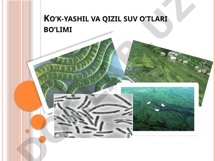 Ko'k-yashil va qizil suv o'tlari bo'limi