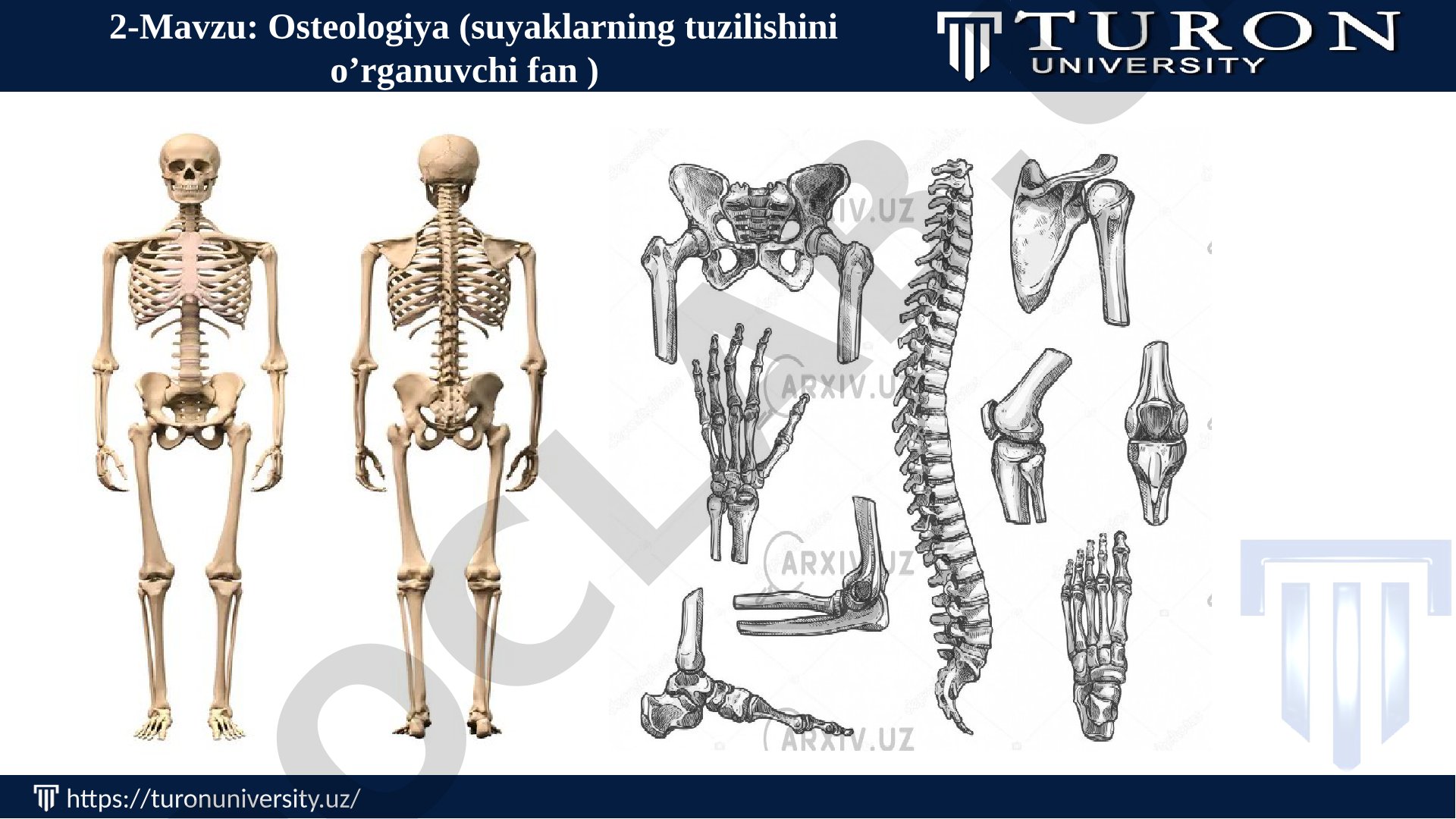Osteologiya (suyaklarning tuzilishini o'rganuvchi fan)