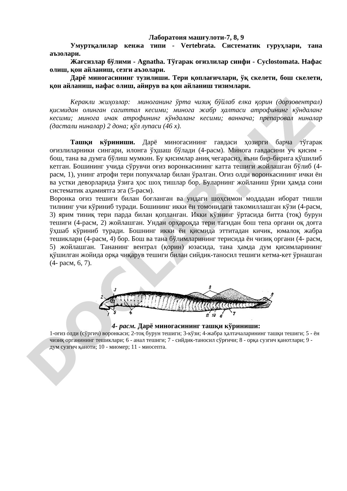 Умуртқалилар кенжа типи - Vertebrata. Жағсизлар бўлими - Agnatha. Тўгарак оғизлилар синфи - Cyclostomata