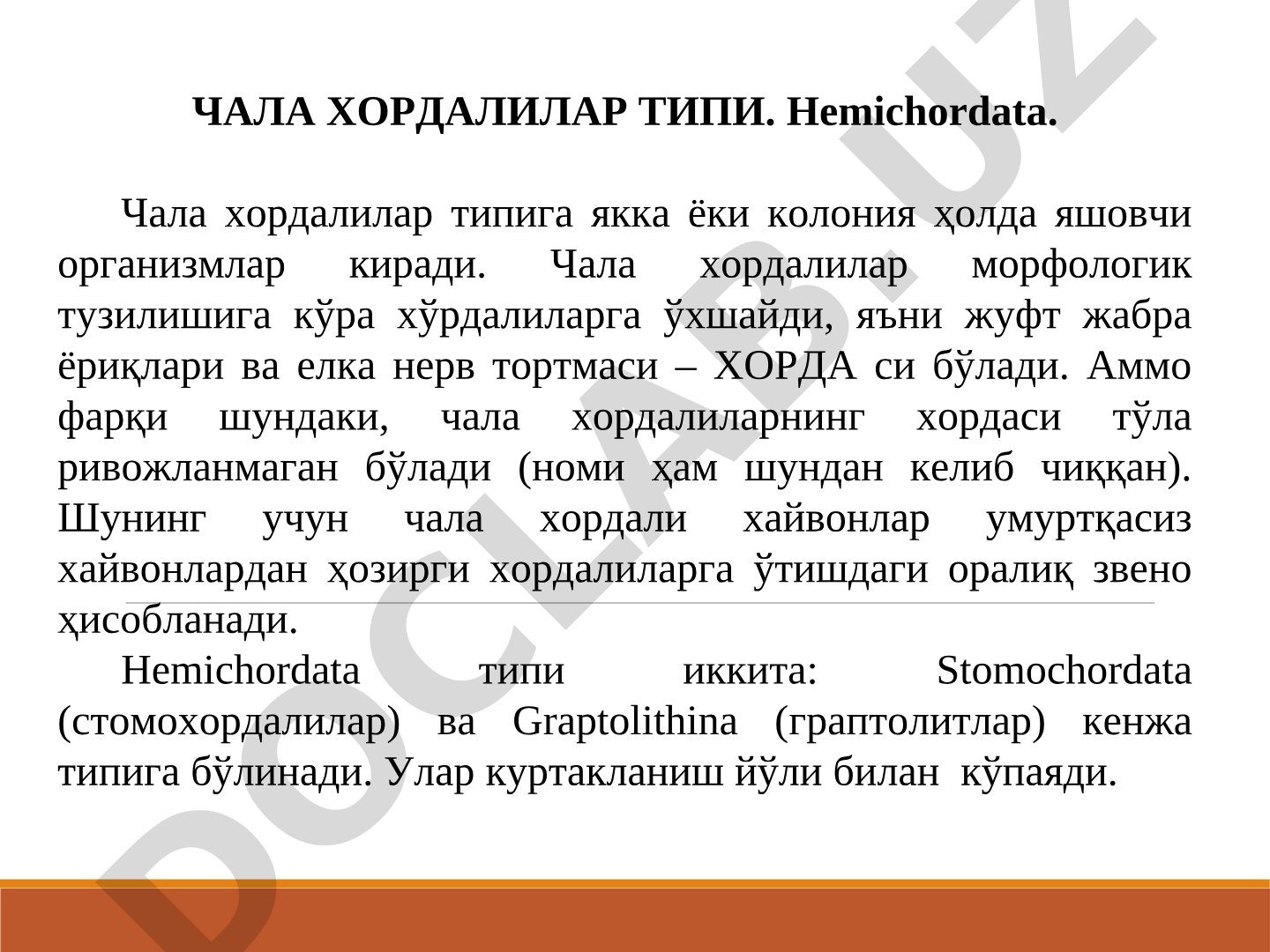 Chala xordalilar tipi. Hemichordata