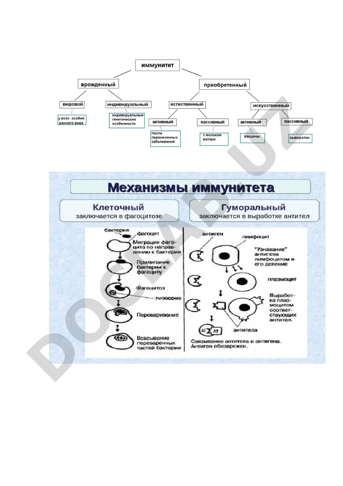 Иммунитет