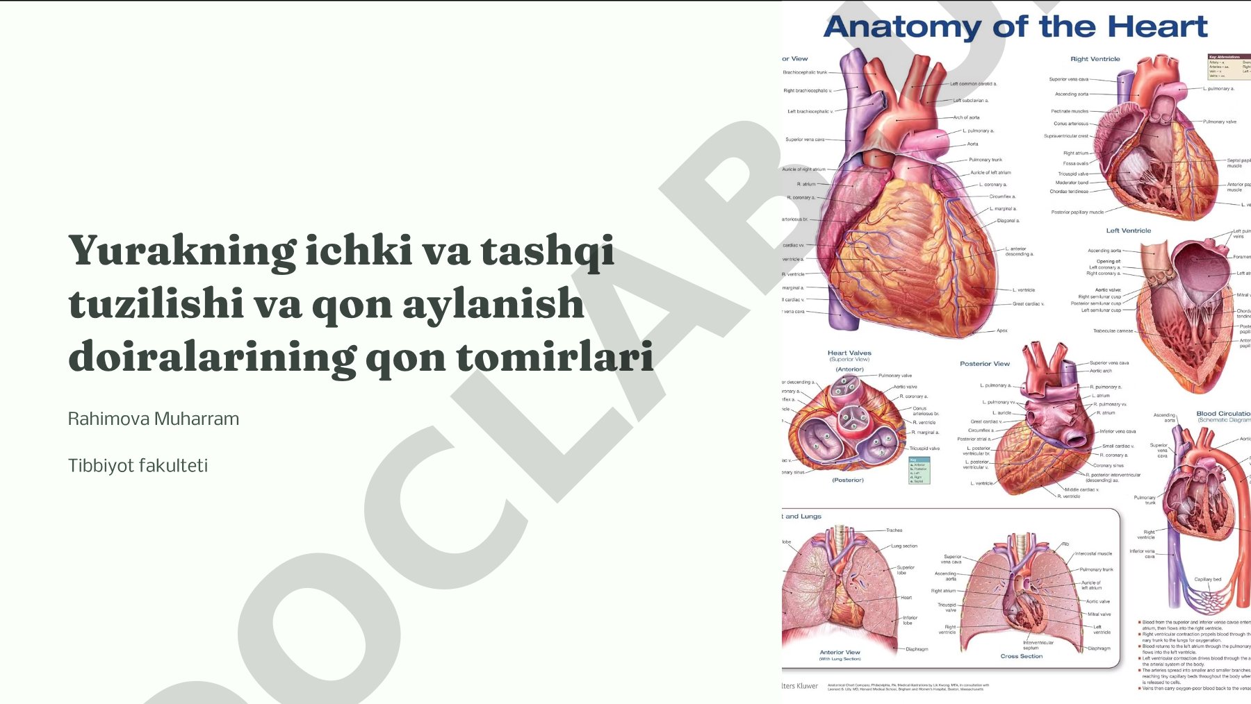 Yurakning anatomik tuzilishi va qon aylanish doiralari
