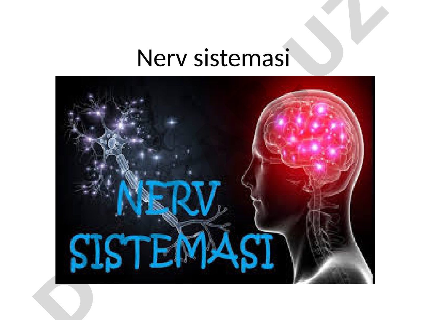 Nerv sistemasi Bosh miya