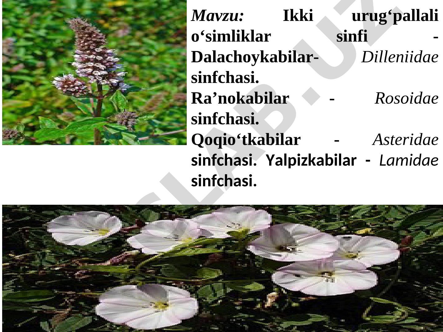 Ikki urug‘pallali o‘simliklar sinfi - Dalachoykabilar- Dilleniidae sinfchasi. Ra’nokabilar - Rosoidae sinfchasi. Qoqio‘tkabilar - Asteridae sinfchasi. Yalpizkabilar - Lamidae sinfchasi
