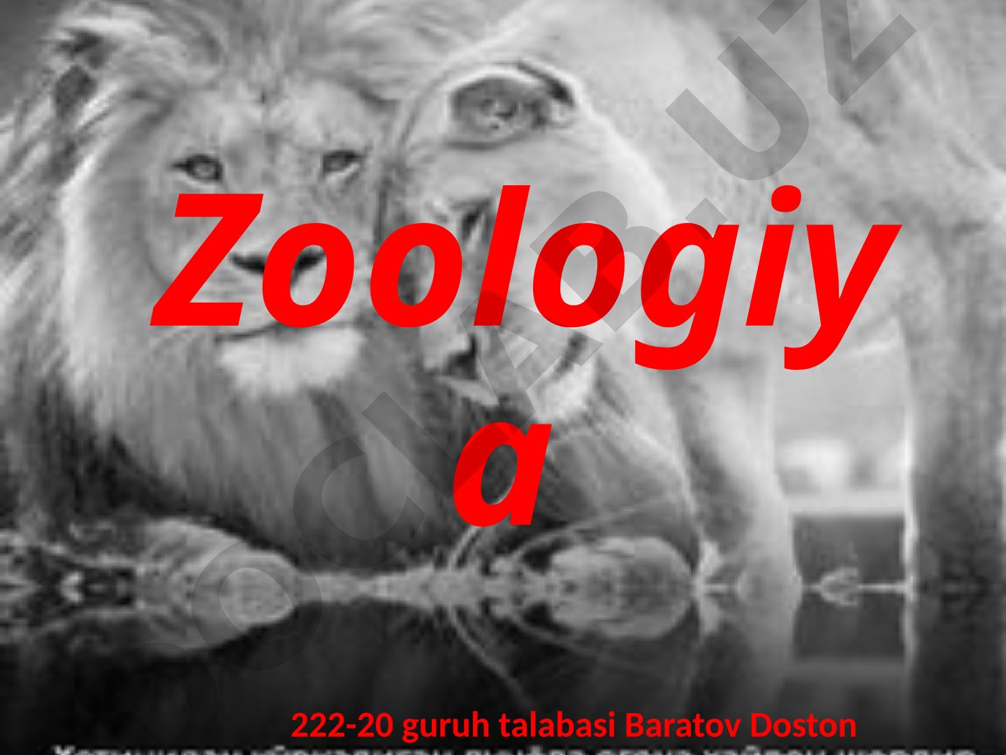 Go'zal turna (antrhopoides virgo)