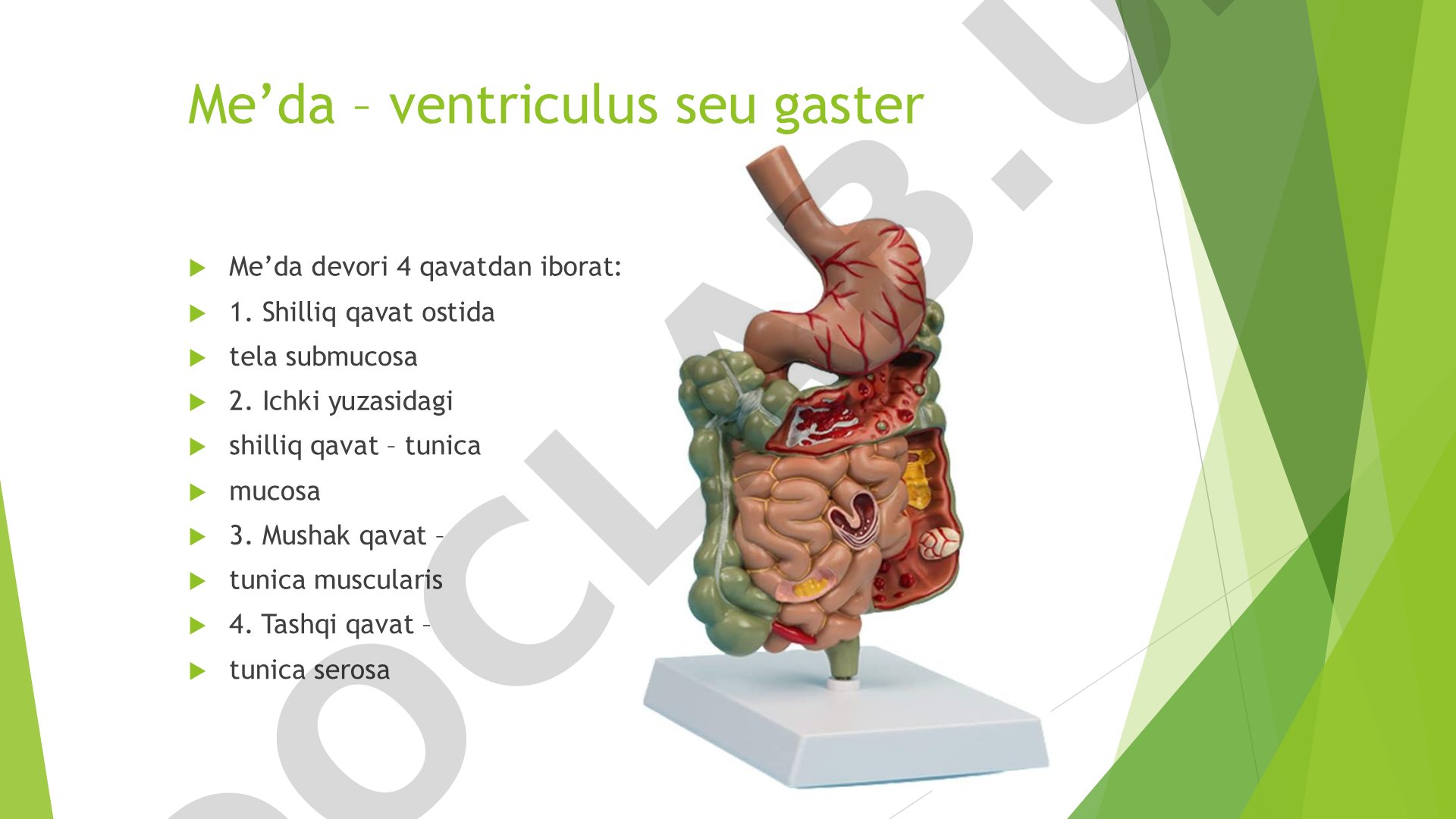 Me’da – ventriculus seu gaster