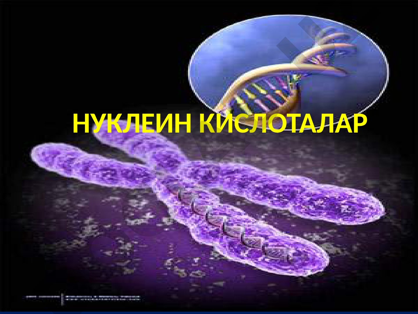 Нуклеин кислоталар, нуклеотидлар, ДНК ва РНК тузилиши ҳақида маълумот