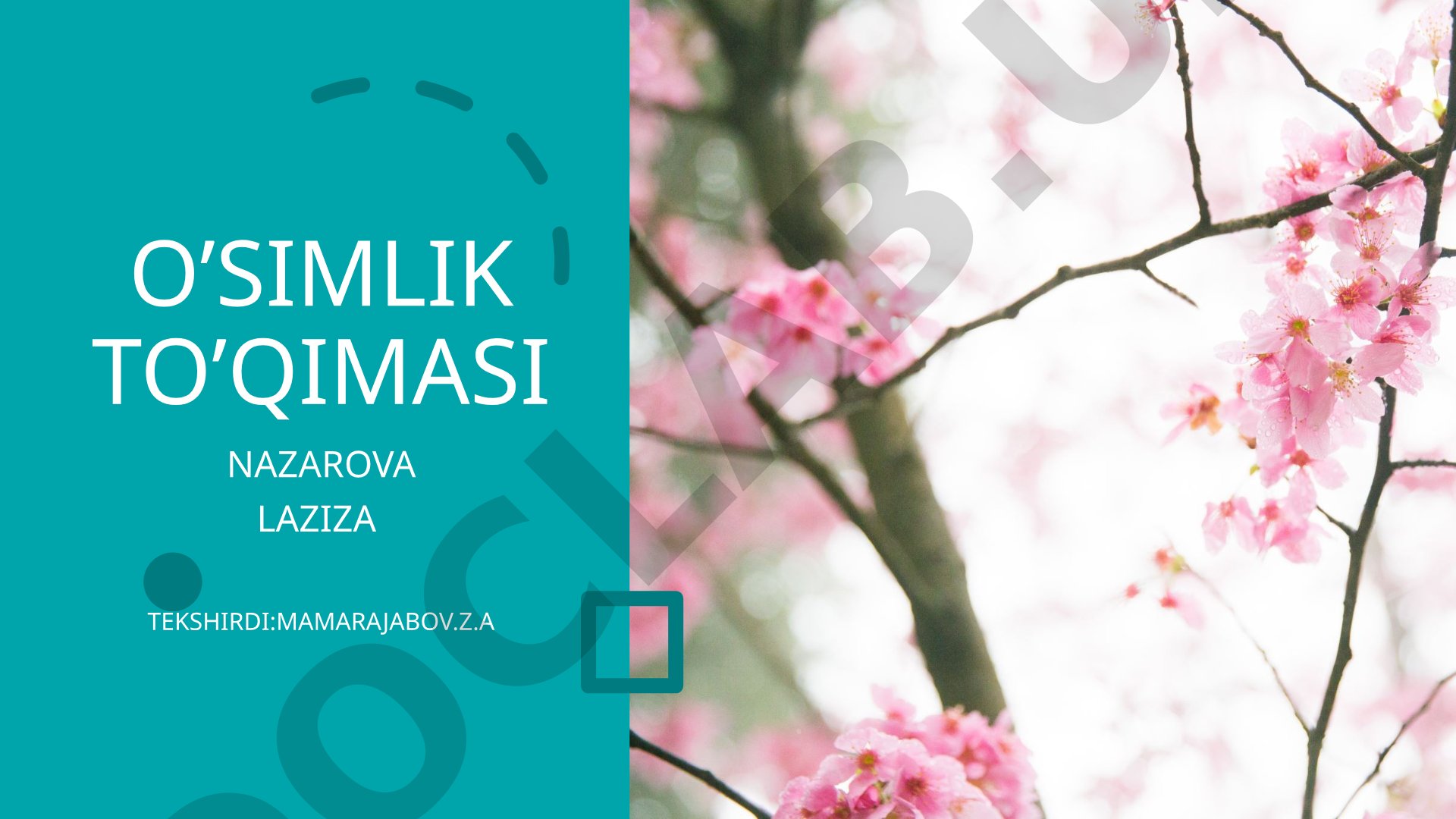 O'simlik to'qimalarining turlari, tuzilishi va vazifalari haqida