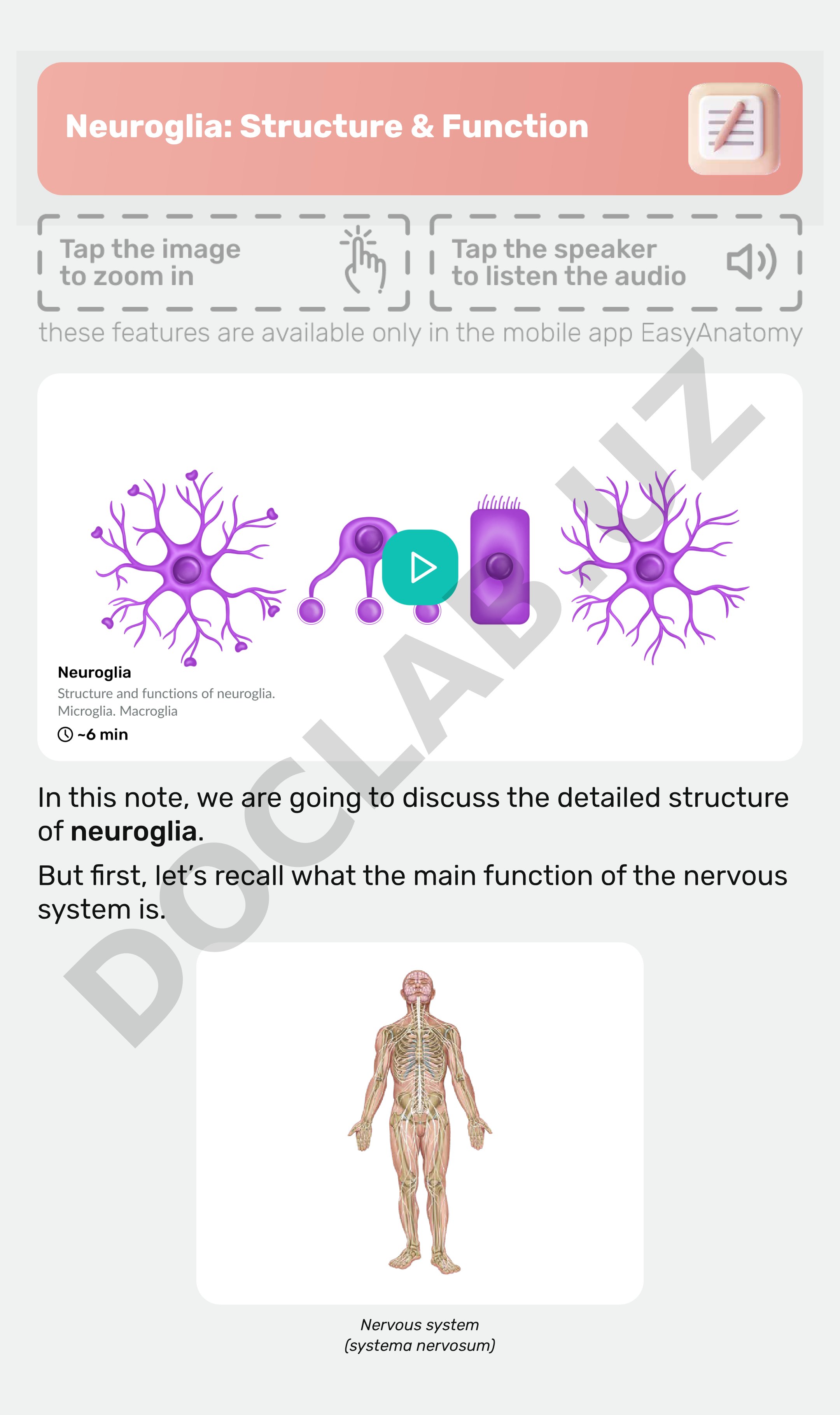 Neuroglia: Structure & Function