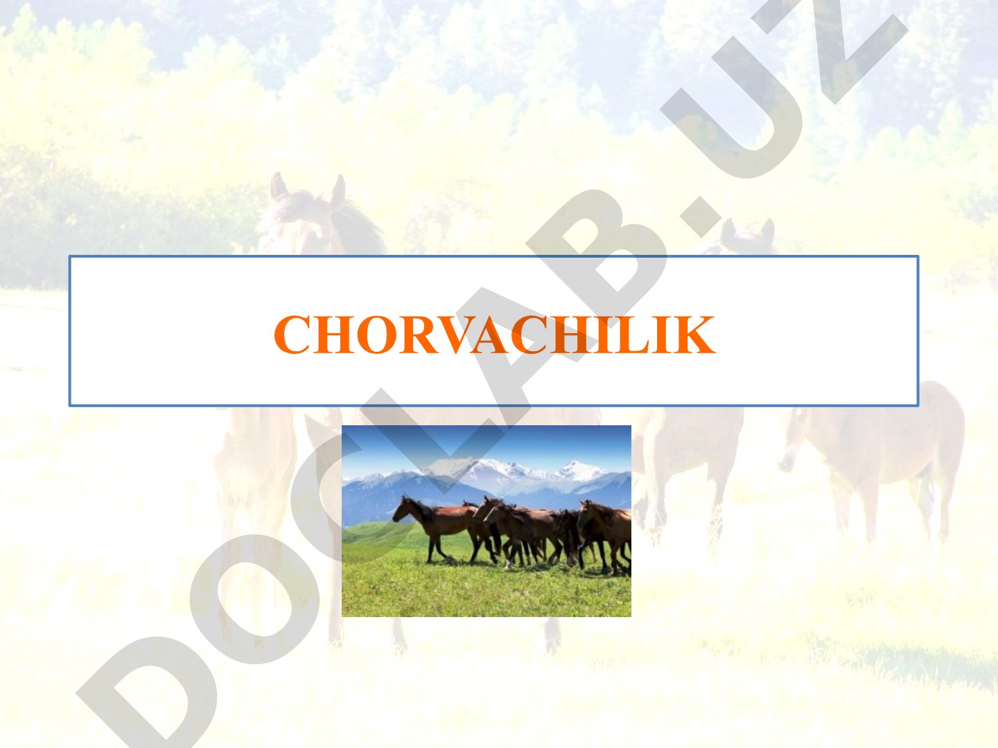 Chorvachilik tarmoqlari va ularning ahamiyati