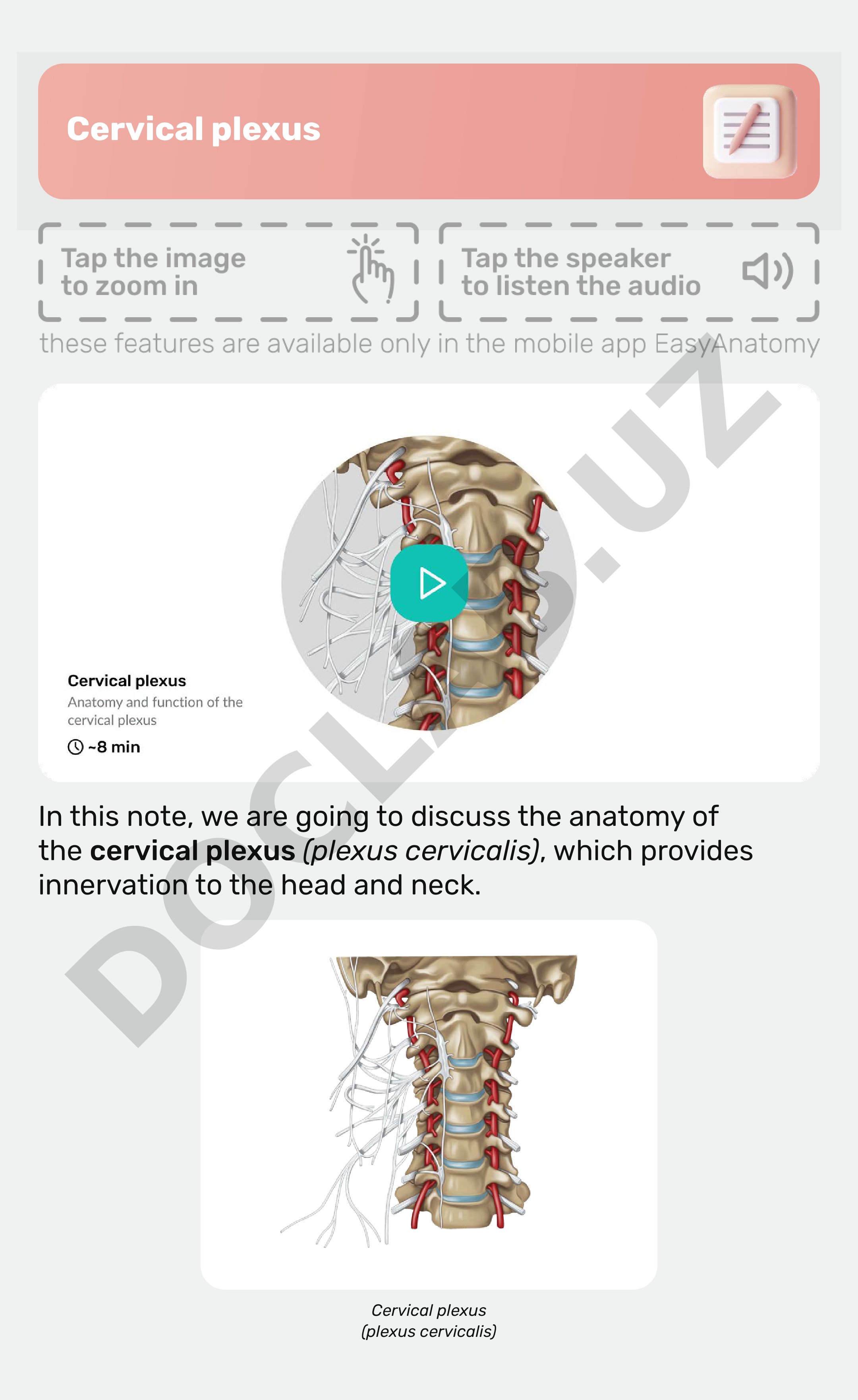 Cervical plexus