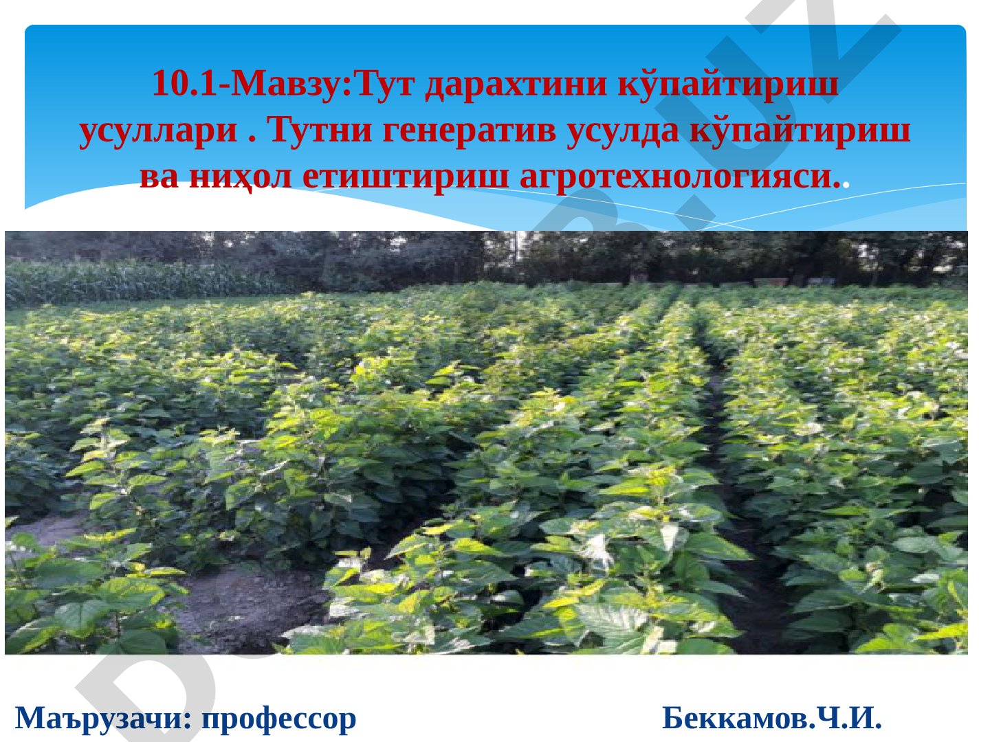 Тут дарахтини кўпайтириш усуллари