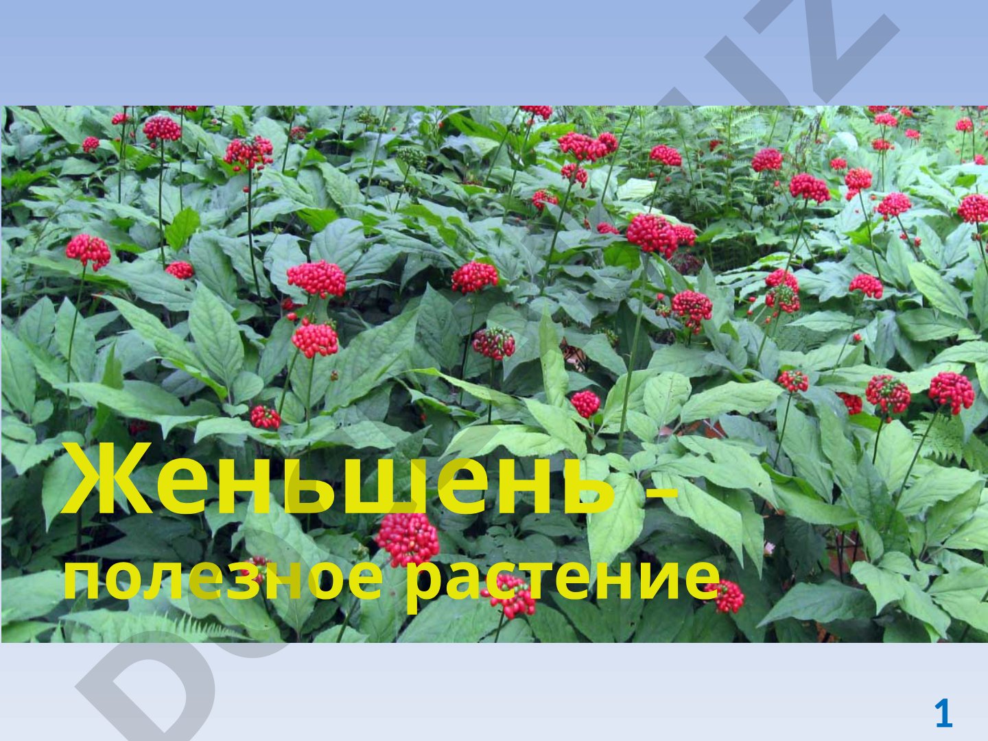 Женьшень: описание, свойства и применение