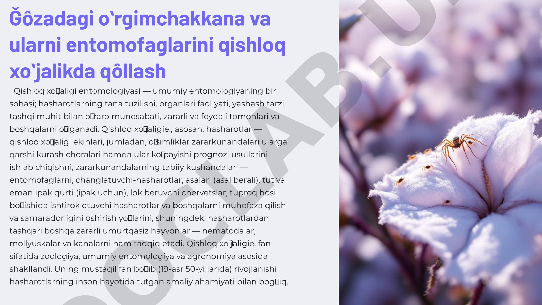 Gʻoʻzadagi oʻrgimchakkana va ularni entomofaglarini qishloq xoʻjalikda qoʻllash