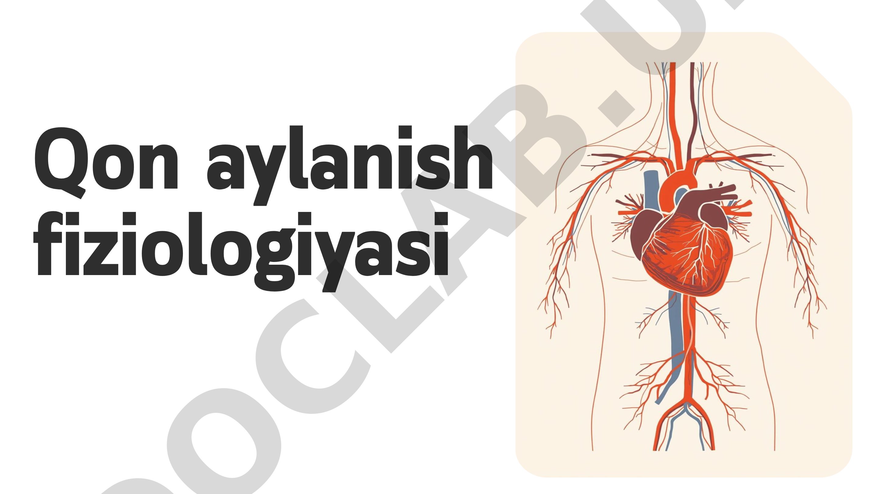 Qon aylanish tizimi, katta va kichik qon aylanish doiralari va funksiyalari