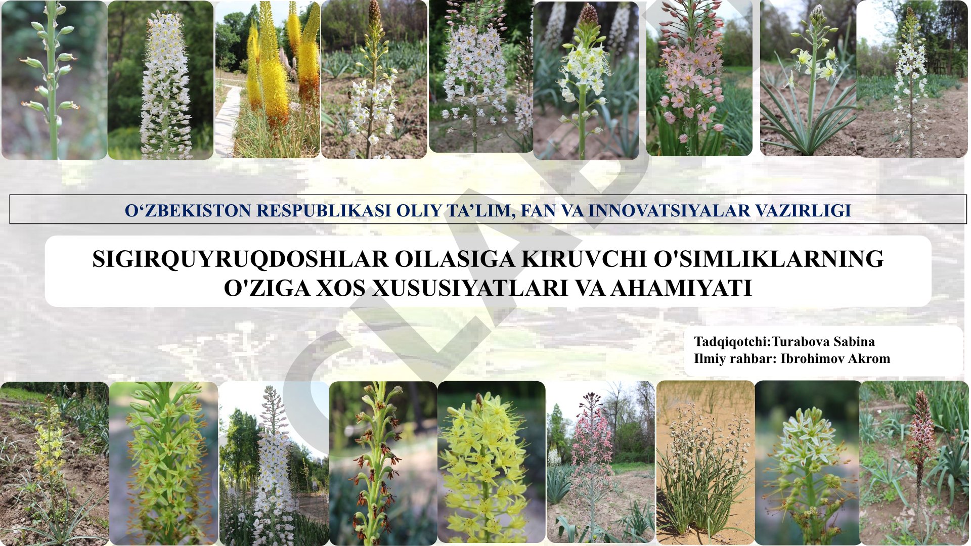 Sigirquyruqdoshlar oilasiga kiruvchi o'simliklarning o'ziga xos xususiyatlari va ahamiyati