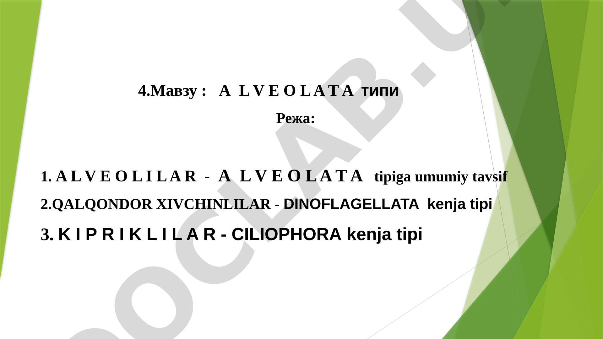 Alveolata tipi