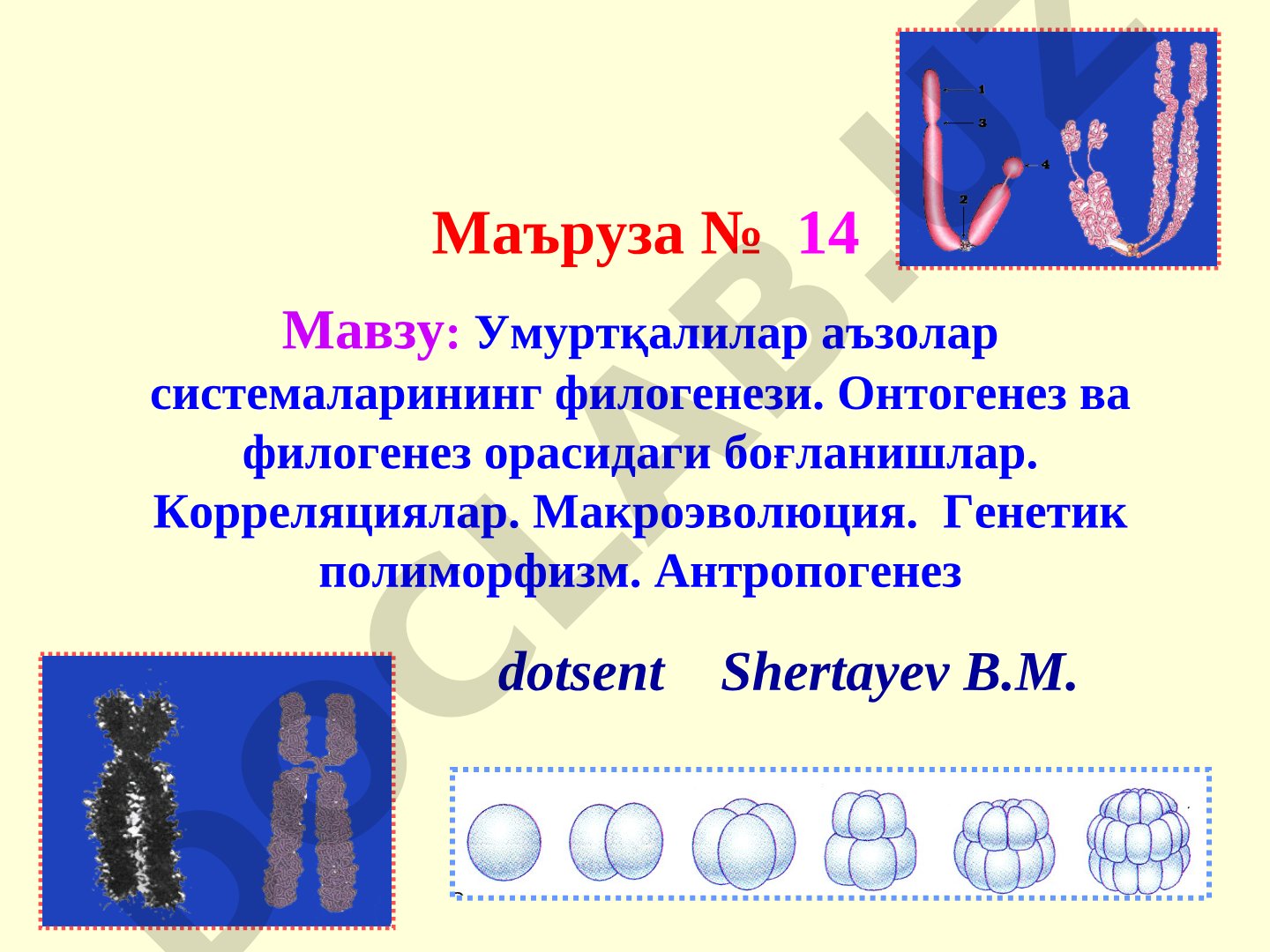 Умуртқалилар аъзолар системаларининг филогенези. Онтогенез ва филогенез орасидаги боғланишлар. Корреляциялар. Макроэволюция. Генетик полиморфизм. Антропогенез