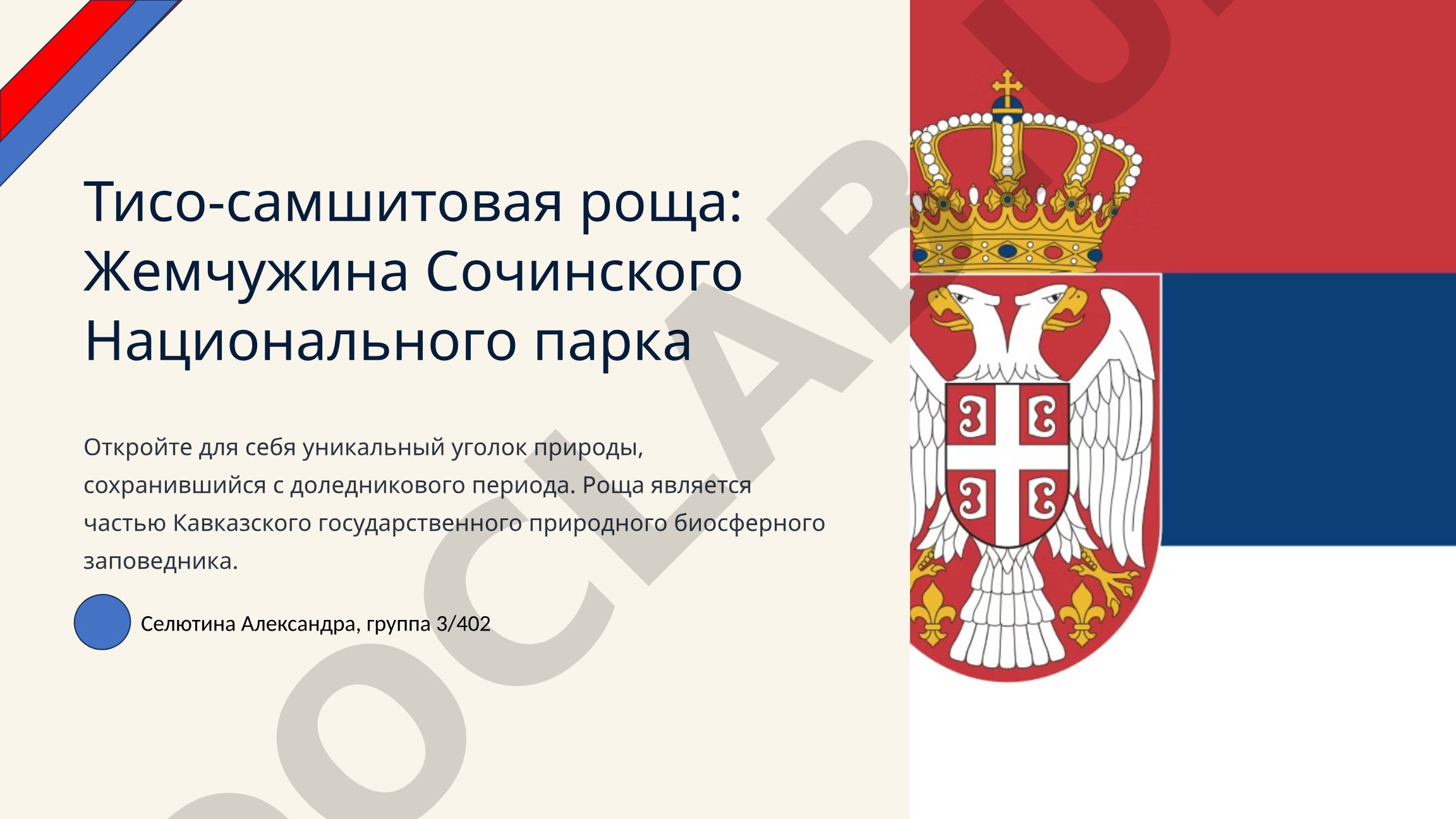 Тисо-самшитовая роща: Жемчужина Сочинского Национального парка