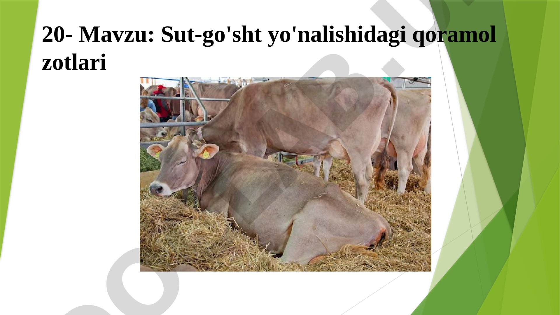 Sut-go'sht yo'nalishidagi qoramol zotlari