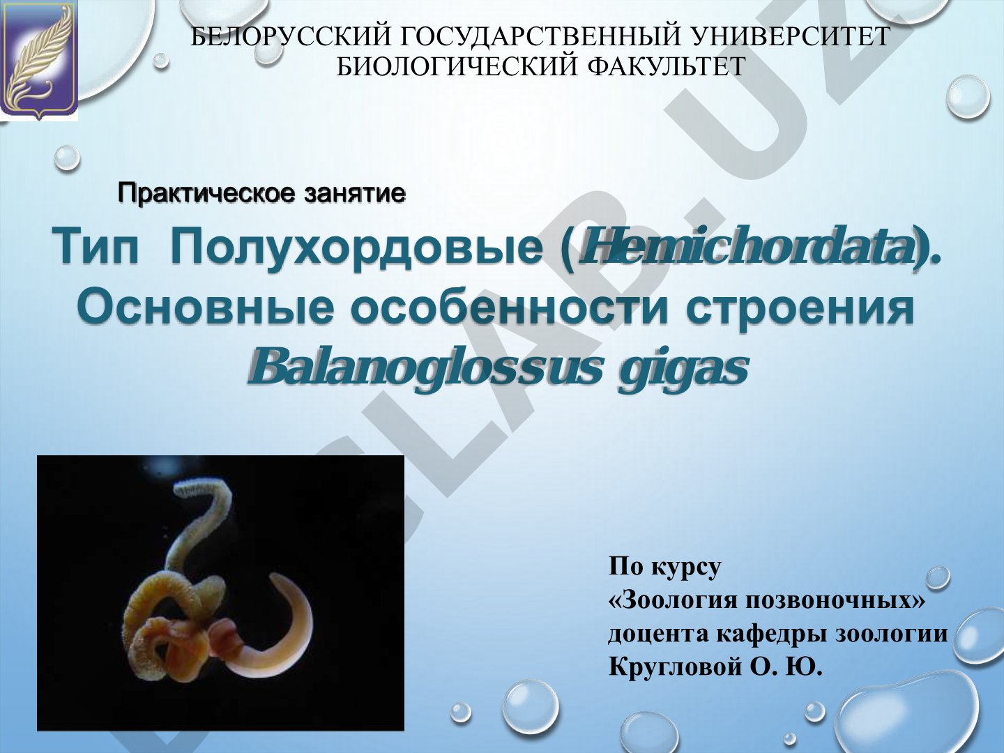 Тип Полухордовые (Hemichordata). Основные особенности строения