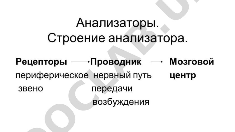 Глазное яблоко и его защитные оболочки