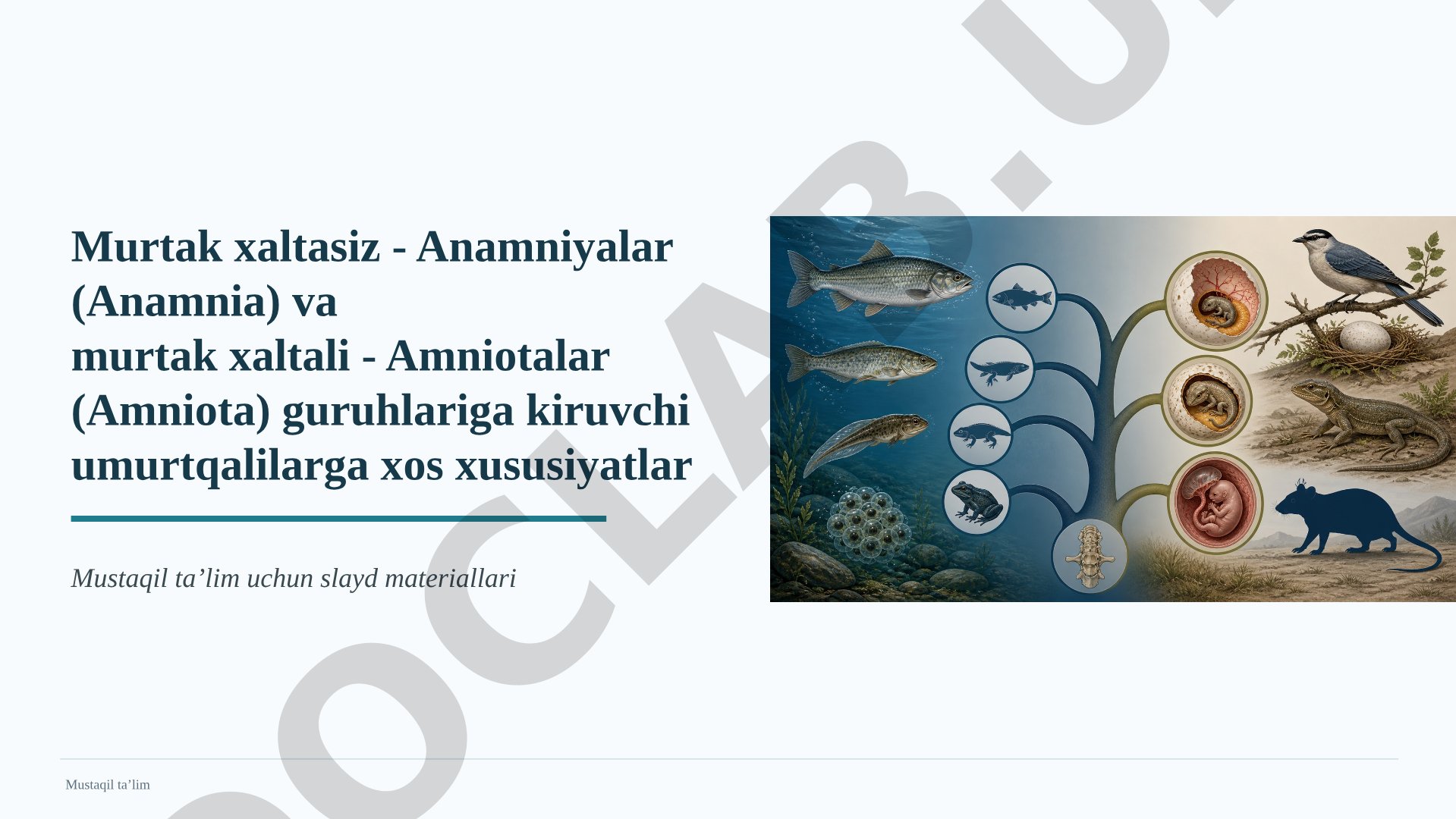 Anamniyalar va amniotalarning xususiyatlari