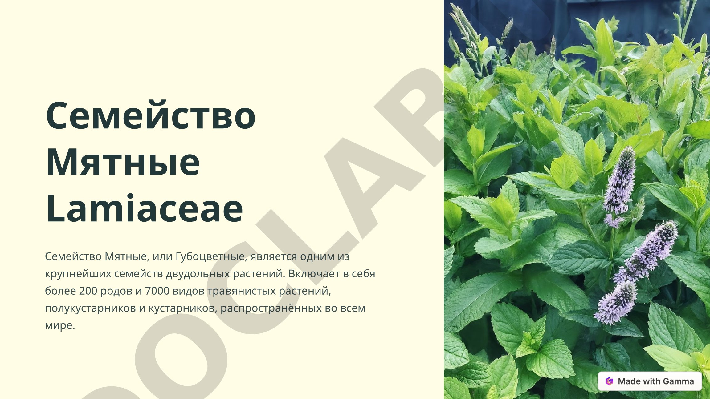 Семейство Мятные включает более 200 родов и 7000 видов, распространённых по всему миру