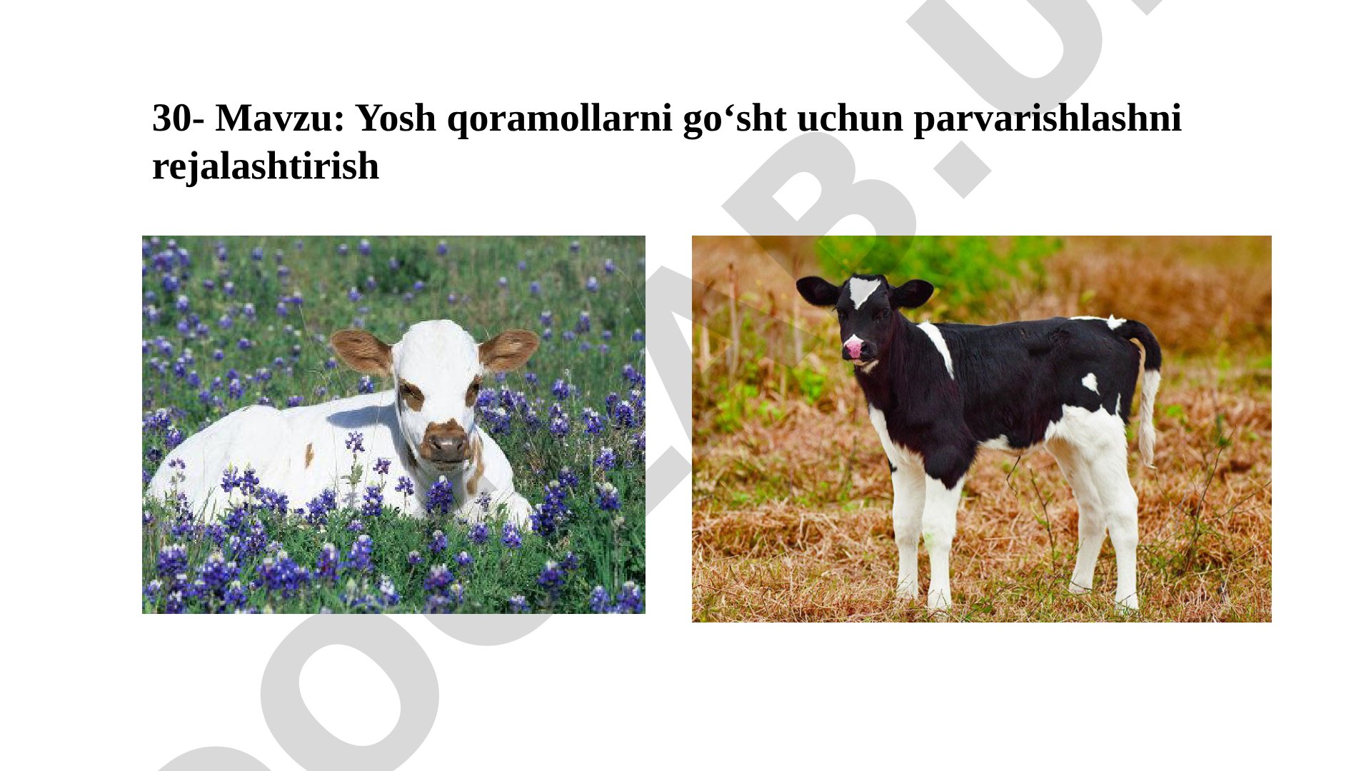 Yosh qoramollarni go‘sht uchun parvarishlashni rejalashtirish