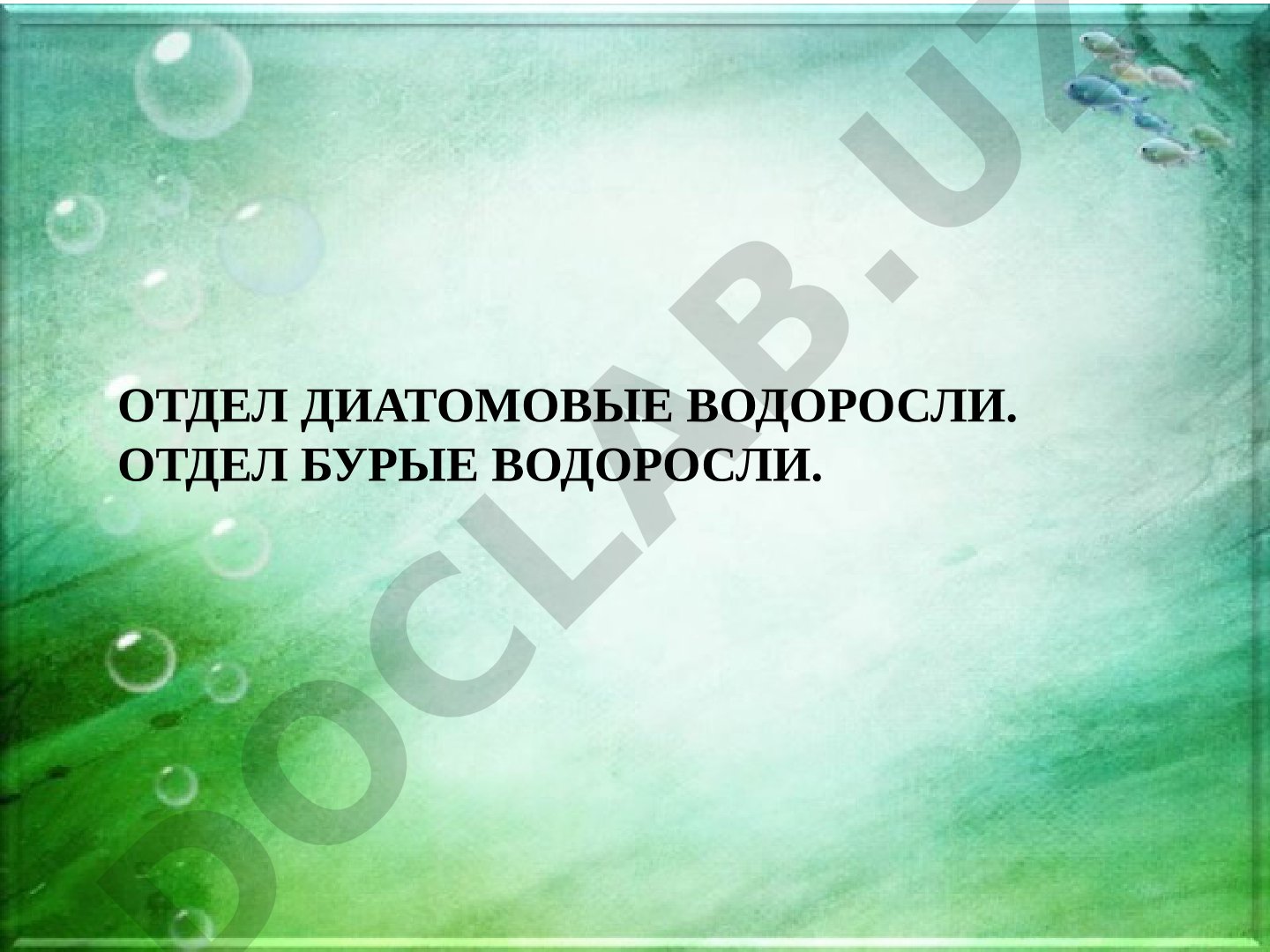 Отдел диатомовые водоросли. Отдел бурые водоросли.