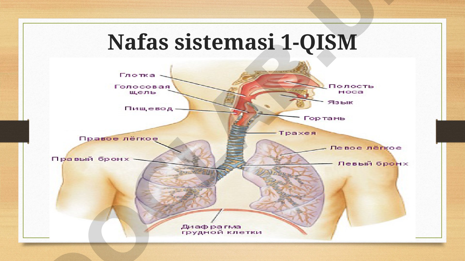 Nafas sistemasi va o'pkada gaz almashinuvi