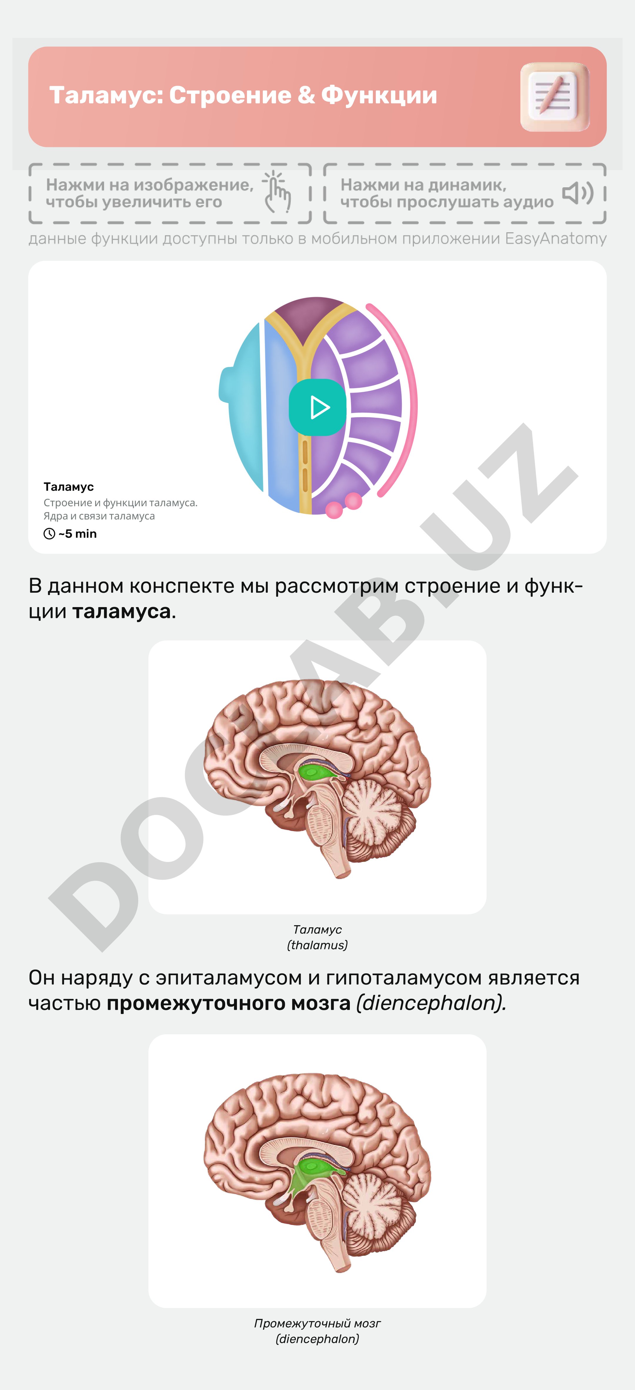Таламус: Строение & Функции