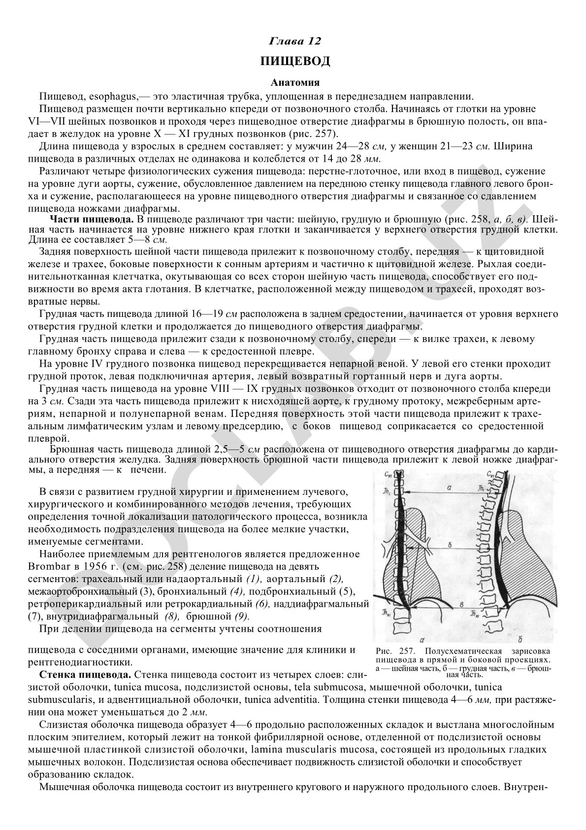 Анатомия пищевода: топография, длина, отделы, отношения к позвонкам