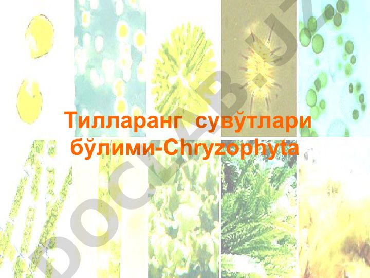 Тилларанг сувўтлари бўлими - Chryzophyta