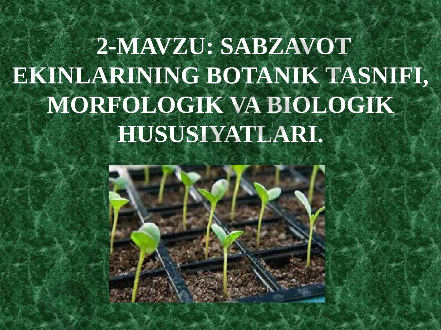 SABZAVOT EKINLARINING BOTANIK TASNIFI, MORFOLOGIK VA BIOLOGIK HUSUSIYATLARI