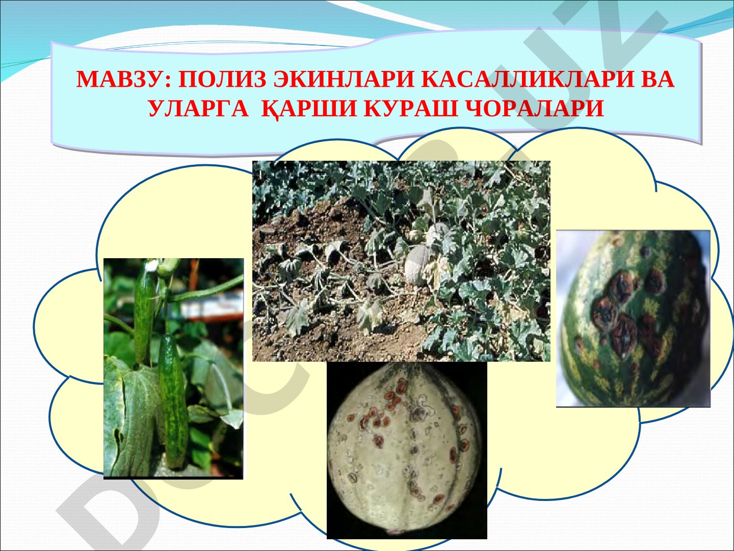 ПОЛИЗ ЭКИНЛАРИ КАСАЛЛИКЛАРИ ВА УЛАРГА ҚАРШИ КУРАШ ЧОРАЛАРИ